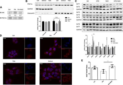 N-Acetyl Cysteine Ameliorates High-Fat Diet-Induced Nonalcoholic Fatty Liver Disease and Intracellular Triglyceride Accumulation by Preserving Mitochondrial Function